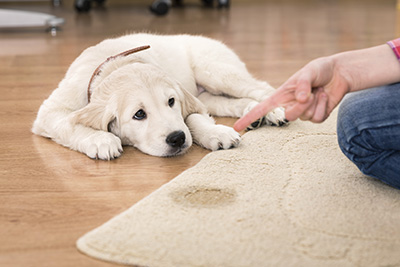 Protecting Rugs from Pets